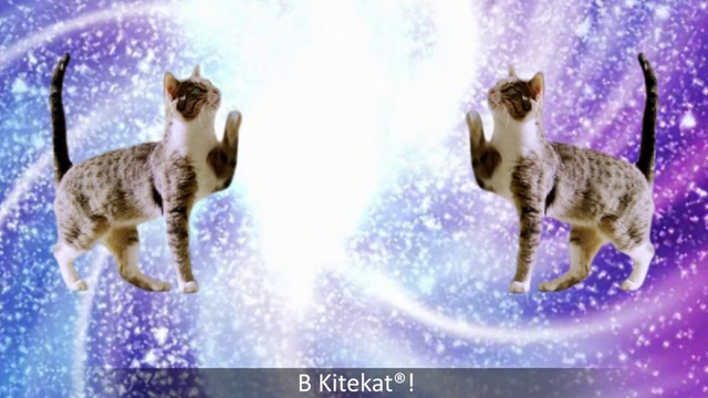 Video Reference: Cat, Felidae, Small to medium-sized cats, Carnivore, Organism, Cornish rex, American wirehair, European shorthair, Kitten, Paw