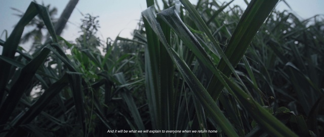 Video Reference: Vegetation, Nature, Grass, Plant, Grass family, Crop, Terrestrial plant, Leaf, Tree, Plant stem