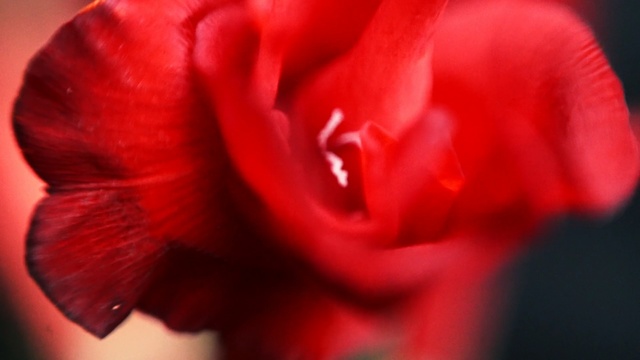 Video Reference: red, flower, garden roses, rose family, rose, close up, flora, petal, macro photography, flowering plant