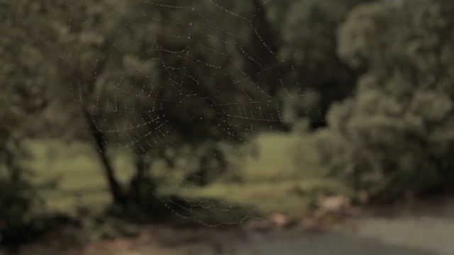 Video Reference: Nature, Atmospheric phenomenon, Sky, Tree, Atmosphere, Wildlife, Forest, Geological phenomenon, Landscape, Woodland, Person