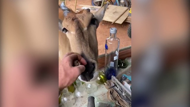 Video Reference: Bottle, Wine bottle, Glass bottle, Hand, Tree, Finger, Drinkware, Glass, Tableware