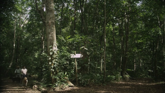 Video Reference: Tree, Forest, Woodland, Jungle, Natural environment, Nature reserve, Vegetation, Biome, Tropical and subtropical coniferous forests, Old-growth forest