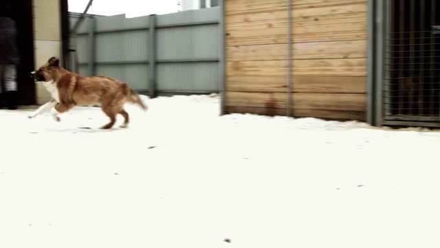 Video Reference: Dog, Canidae, Dog breed, Carnivore, Street dog, Snow, Sporting Group, Tail