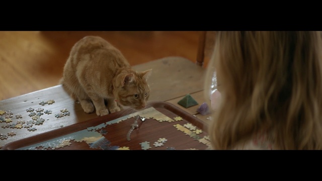 Video Reference: Cat, Mammal, Felidae, Small to medium-sized cats, Whiskers, Eye, Carnivore, Fawn, Asian, Ear