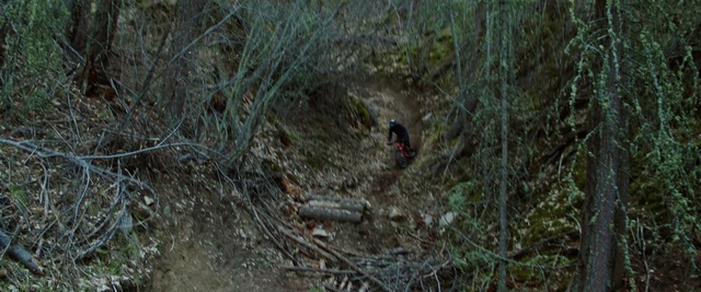 Video Reference: Tree, Organism, Forest, Jungle, Geological phenomenon, Plant, Soil