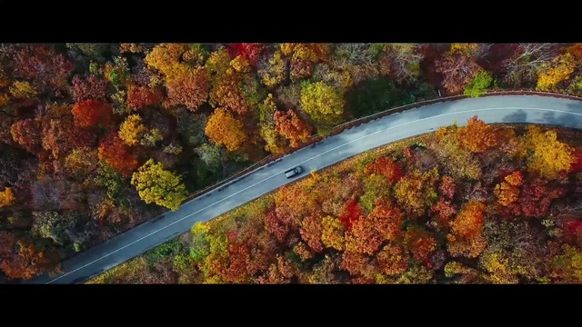 Video Reference: Leaf, Sky, Autumn, Tree, Biome, Organism, Plant, Deciduous, Photography, Night