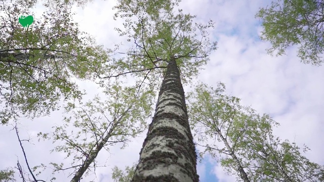 Video Reference: Tree, Plant, Woody plant, Canoe birch, Trunk, Vegetation, Birch, Natural environment, Nature reserve, Forest