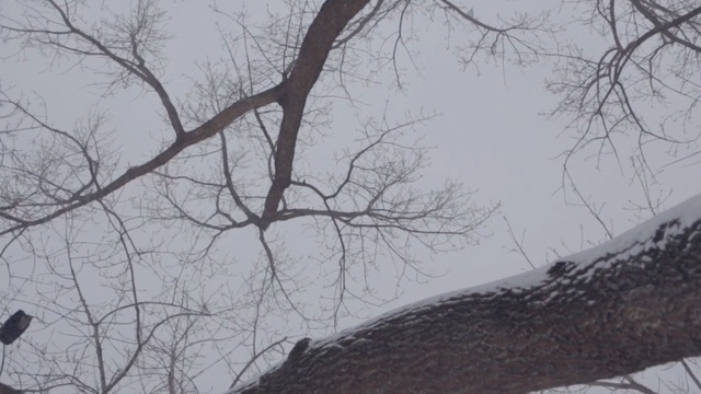 Video Reference: branch, tree, sky, woody plant, winter, snow, freezing, frost, blizzard, twig
