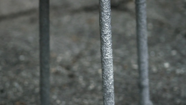 Video Reference: Branch, Twig, Plant stem, Tree, Plant, Person