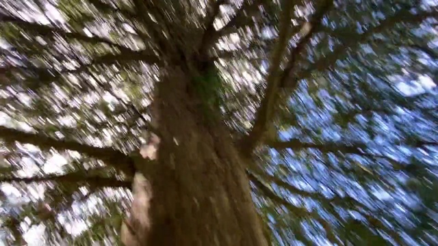 Video Reference: Tree, Nature, Trunk, Woody plant, Plant, Branch, Natural environment, Forest, Sunlight, Old-growth forest