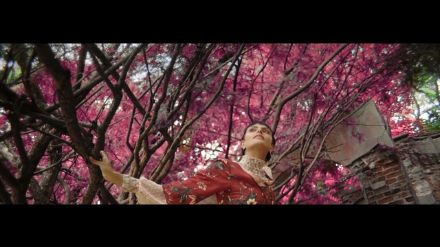 Video Reference: flower, pink, red, nature, plant, branch, flora, blossom, tree, purple