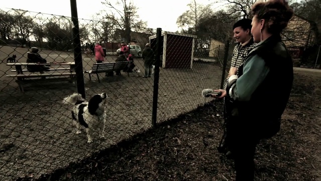 Video Reference: Dog, Canidae, Tree, Sporting Group, Dog breed, Carnivore, Fox terrier, Dog walking