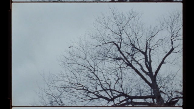 Video Reference: Branch, Tree, Sky, Twig, Atmospheric phenomenon, Woody plant, Plant, Winter, Photography, Cloud, Outdoor, View, Sitting, Front, Large, White, Window, Close, Street, Cloudy, Hanging, Clock, Sign, City, Tall, Traffic, Airplane, Standing, Tower, Bus, Snow, Blue, Text, Fog