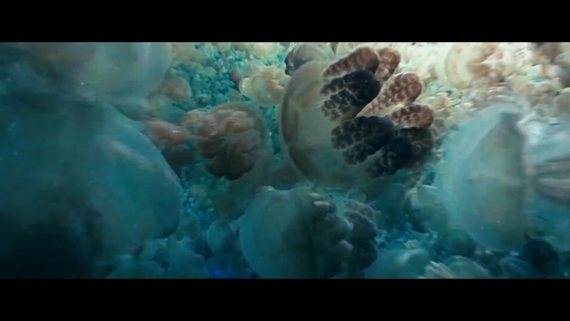Video Reference: coral reef, blue, marine biology, coral, underwater, marine invertebrates, sea anemone, cnidaria, organism, reef