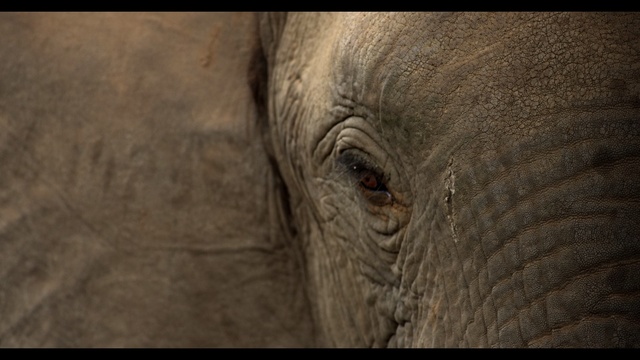 Video Reference: Elephants and mammoths, Elephant, Skin, Wrinkle, African elephant, Terrestrial animal, Wildlife, Eye, Close-up, Snout, Animal, Outdoor, Mammal, Standing, Looking, Camera, Photo, Face, Large, Close, View, Open, Brown, Dark, Tall, Green, Baby, Head, White, Field, Indian elephant, Asian elephant, Rhinoceros, Zoo, Tusk, Staring