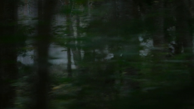 Video Reference: Nature, Natural environment, Green, Forest, Woodland, Water, Nature reserve, Atmospheric phenomenon, Vegetation, Tree