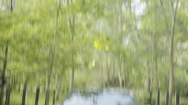 Video Reference: Nature, Natural environment, Vegetation, Green, Tree, Nature reserve, Forest, Grass, Plant, Wetland