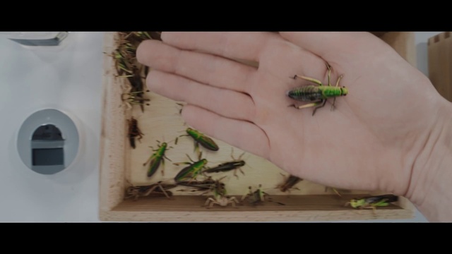 Video Reference: Insect, Pest, Organism, Finger, Hand, Cricket, Invertebrate, Adaptation, Parasite, Cockroach