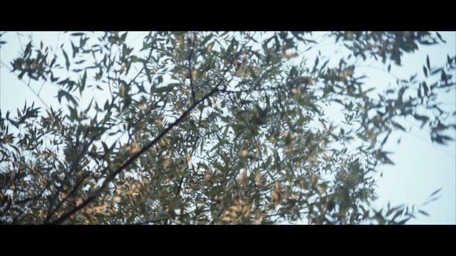Video Reference: Tree, Branch, Nature, Plant, Woody plant, Leaf, Twig, Spring, Flower, Sunlight