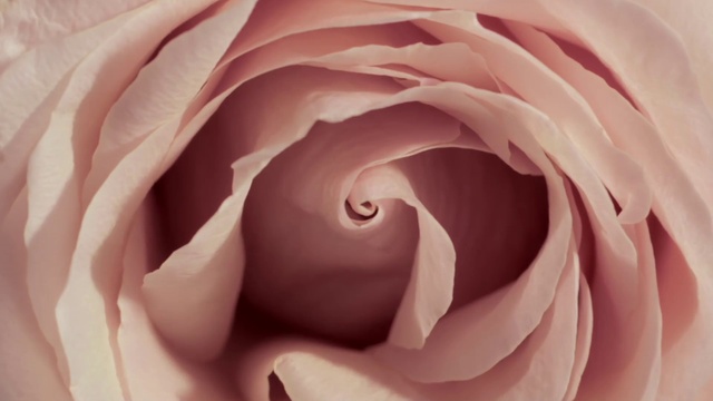 Video Reference: Garden roses, Pink, Petal, Rose, Flower, Floribunda, Close-up, Rose family, Hybrid tea rose, Plant