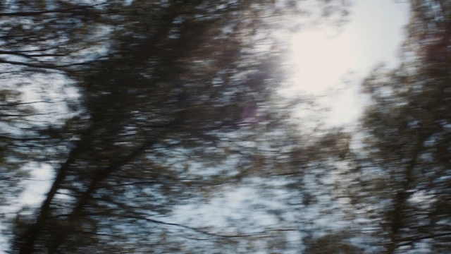 Video Reference: Tree, Branch, Woody plant, Sky, Forest, Plant, Reflection, Trunk