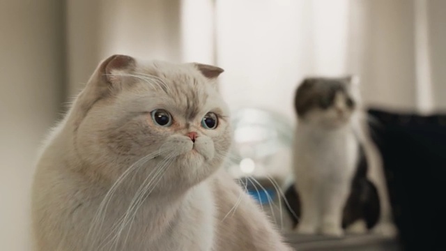 Video Reference: cat, small to medium sized cats, cat like mammal, whiskers, snout, carnivoran, domestic short haired cat, persian, kitten, british semi longhair