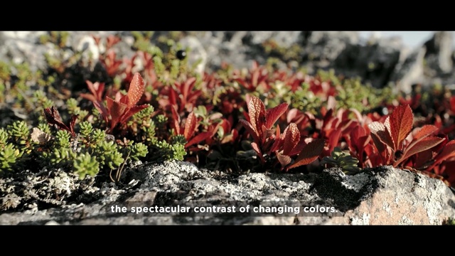 Video Reference: Flower, Nature, Vegetation, Plant, Botany, Spring, Leaf, Flowering plant, Plant community, Organism