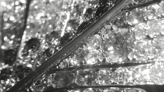 Video Reference: black, black and white, water, monochrome photography, tree, branch, photography, monochrome, sunlight, sky, Person