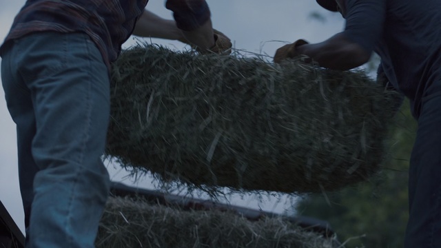 Video Reference: Grass, Hay, Tree, Plant
