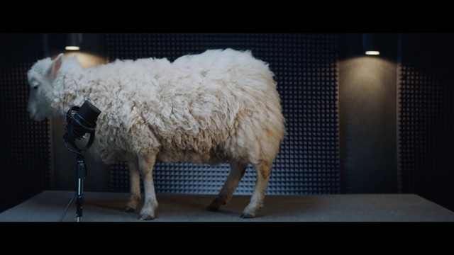 Video Reference: Mammal, Sheep, Vertebrate, Sheep, Cow-goat family, Livestock, Snout, Fur, Goats, Goat-antelope