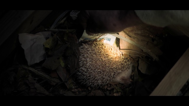 Video Reference: Still life photography, Organism, Darkness