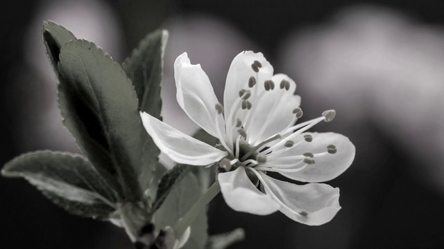 Video Reference: White, Monochrome photography, Black-and-white, Flower, Petal, Plant, Still life photography, Flowering plant, Monochrome, Photography
