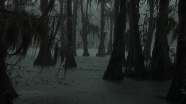 Video Reference: Tree, Nature, Forest, Natural environment, Woodland, Atmospheric phenomenon, Old-growth forest, Darkness, Natural landscape, Biome, Person