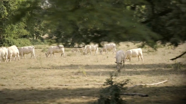 Video Reference: Herd, Pasture, Grazing, Wildlife, Herding, Savanna, Rural area, Grass, Bovine, Landscape
