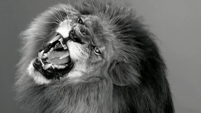 Video Reference: black and white, monochrome photography, wildlife, fur, roar, photography, monochrome, snout, dog breed group, close up