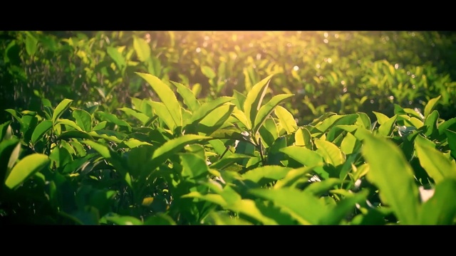 Video Reference: Nature, Leaf, Plant, Vegetation, Green, Flower, Tree, Plantation, Sunlight, Grass, Sitting, Small, Large, Oranges, Food, Bunch, Bird, Standing, Table, Bowl, Field, Holding, Red, White, Group, Blue, Plane