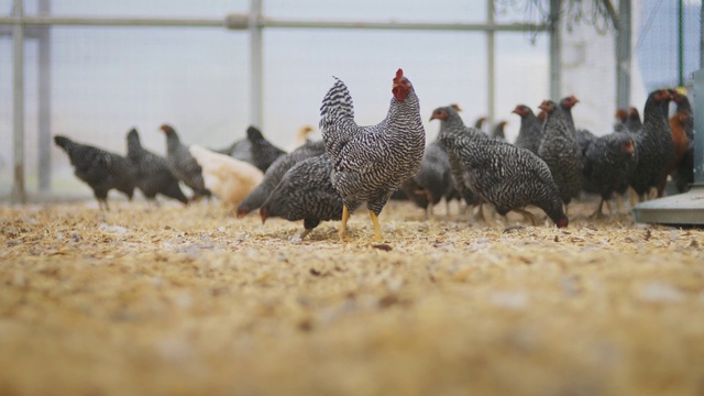 Video Reference: Bird, Vertebrate, Chicken, Galliformes, Beak, Fowl, Poultry, Rooster, Livestock, Phasianidae