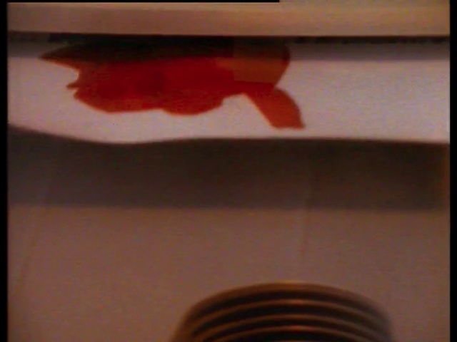 Video Reference: Red, Orange, Close-up, Brown, Art, Design, Line, Font, Photography, Macro photography