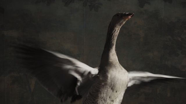 Video Reference: Bird, Beak, Water bird, Goose, Duck, Wildlife, Wing, Ducks, geese and swans, Waterfowl, Neck