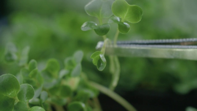 Video Reference: Green, Leaf, Flower, Plant, Flowering plant, Plant stem
