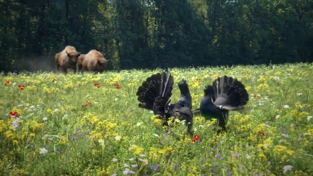 Video Reference: Meadow, Pasture, Natural landscape, Grassland, Nature reserve, Prairie, Natural environment, Wilderness, Grass, Wildlife