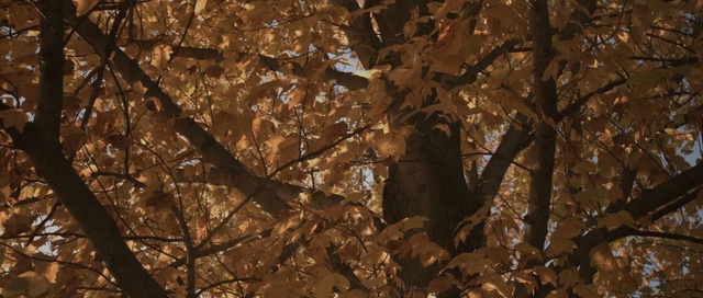 Video Reference: branch, tree, deciduous, leaf, sunlight, woodland, wildlife, plant, autumn, forest