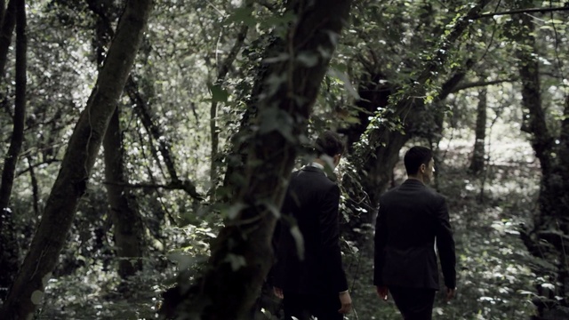 Video Reference: Nature, Tree, Natural environment, Forest, Natural landscape, Old-growth forest, Jungle, Woodland, Branch, Woody plant