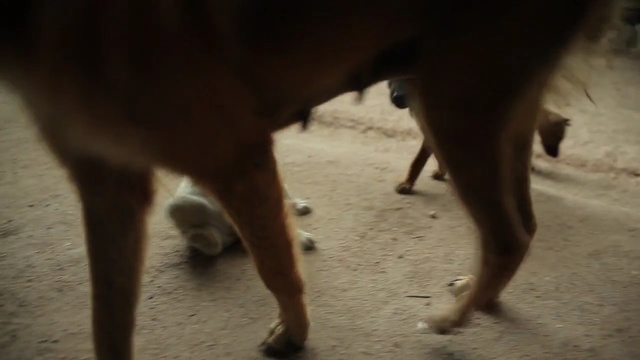 Video Reference: dog, dog like mammal, dog breed group, snout, tail, dog breed, Person