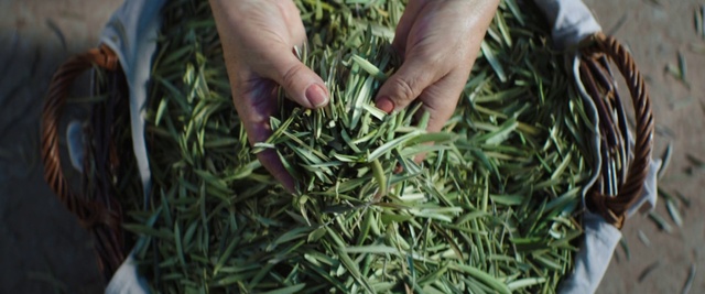 Video Reference: Plant, Leaf, Grass, Herb, Rosemary, Drink, Gyokuro, Flower
