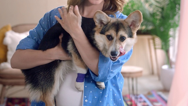 Video Reference: Dog, Mammal, Vertebrate, Siberian husky, Canidae, Dog breed, Wolfdog, Carnivore, Alaskan malamute, Tamaskan dog