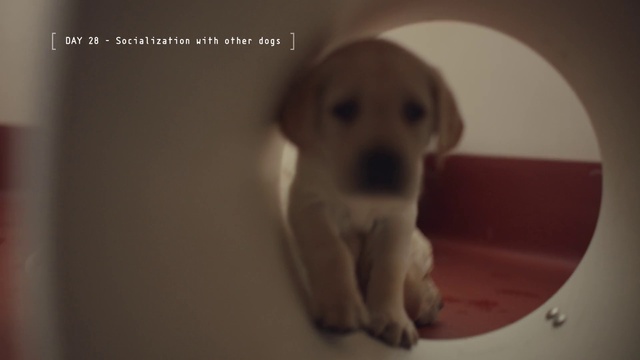 Video Reference: Mammal, Dog breed, Dog, Canidae, Labrador retriever, Puppy, Retriever, Carnivore, Snout, Sporting Group