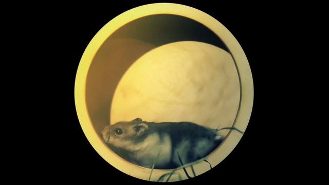 Video Reference: organism, circle, sphere, computer wallpaper, still life photography