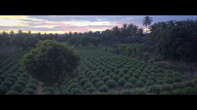 Video Reference: vegetation, ecosystem, sky, tree, wilderness, field, agriculture, atmosphere, morning, forest