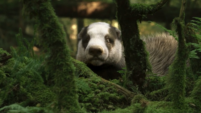 Video Reference: Vertebrate, Mammal, Nature reserve, Green, Terrestrial animal, Snout, Adaptation, Grass, Rainforest, Plant